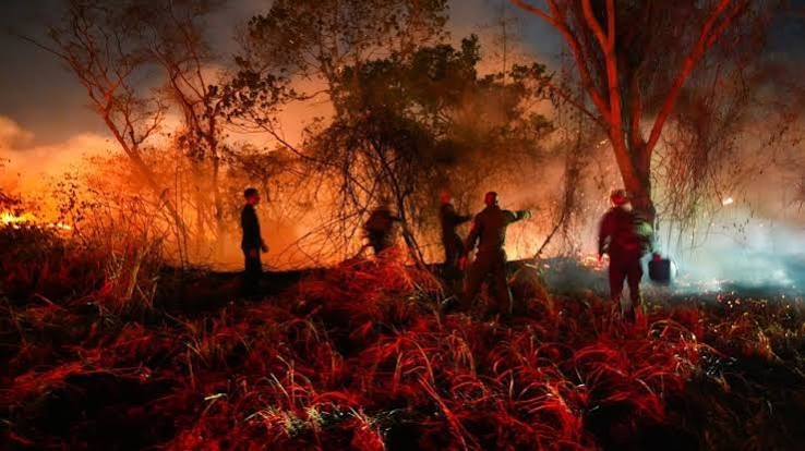 Tolima en llamas: el fuego, el Estado y la disputa por el territorio